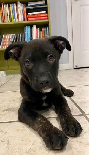 Liam is a 3 month lab mix He has age appropriate vetting He is dog kids and people friendly He