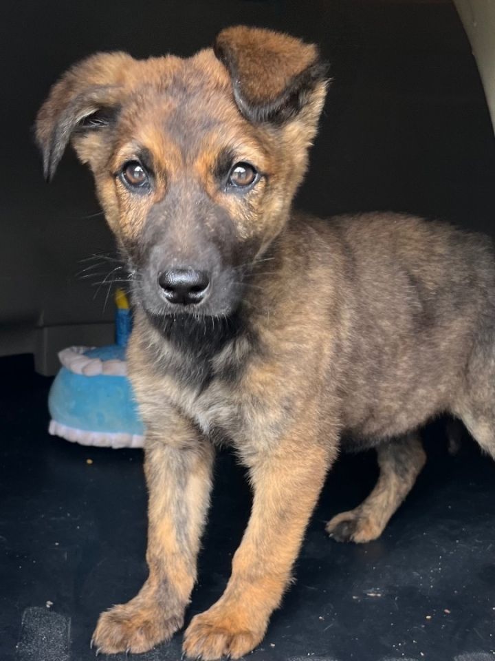 Dog for adoption Bear a German Shepherd Dog Mix in Gilbert SC
