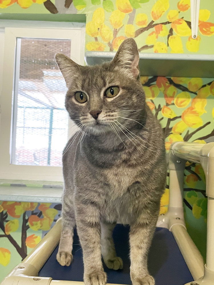 Whimsy, an adoptable Domestic Short Hair, Tabby in Colorado Springs, CO, 80908 | Photo Image 1