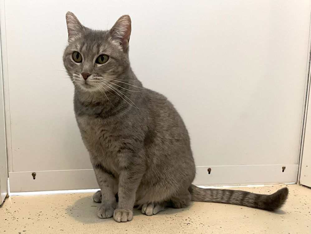 Whimsy, an adoptable Domestic Short Hair, Tabby in Colorado Springs, CO, 80908 | Photo Image 2