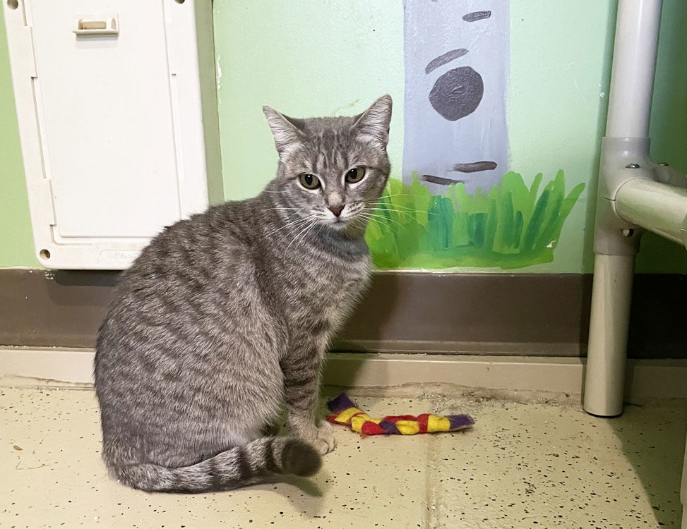 Whimsy, an adoptable Domestic Short Hair, Tabby in Colorado Springs, CO, 80908 | Photo Image 3