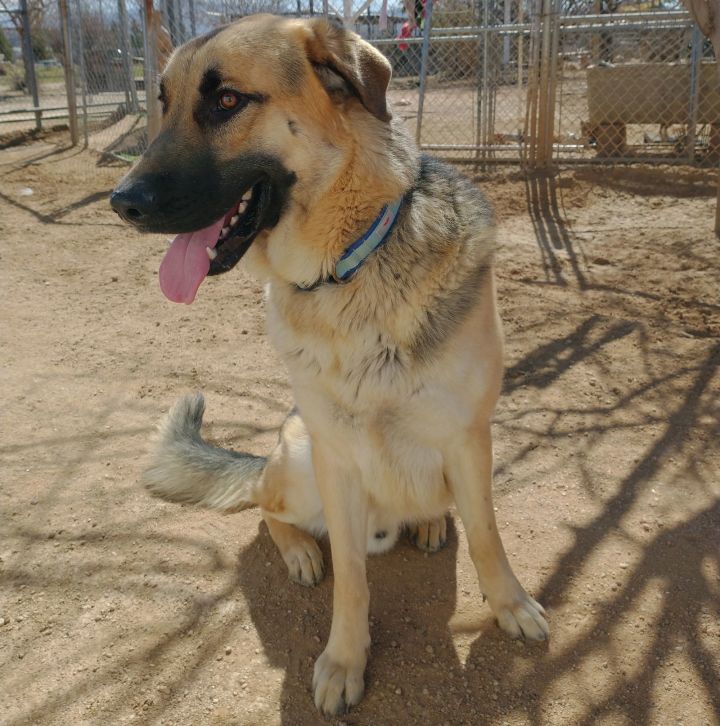 Moon-therapy dog-ADOPTED 9/15/24 3