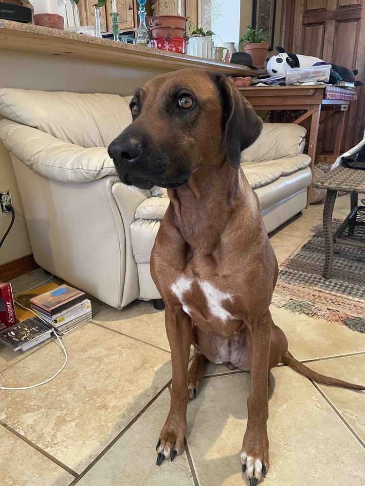 Atalanta, an adoptable Rhodesian Ridgeback in Cortez, CO, 81321 | Photo Image 1