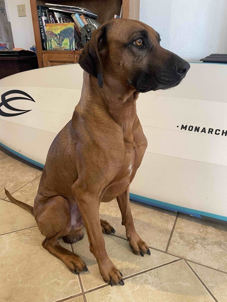 Argos, an adoptable Rhodesian Ridgeback in Cortez, CO, 81321 | Photo Image 1