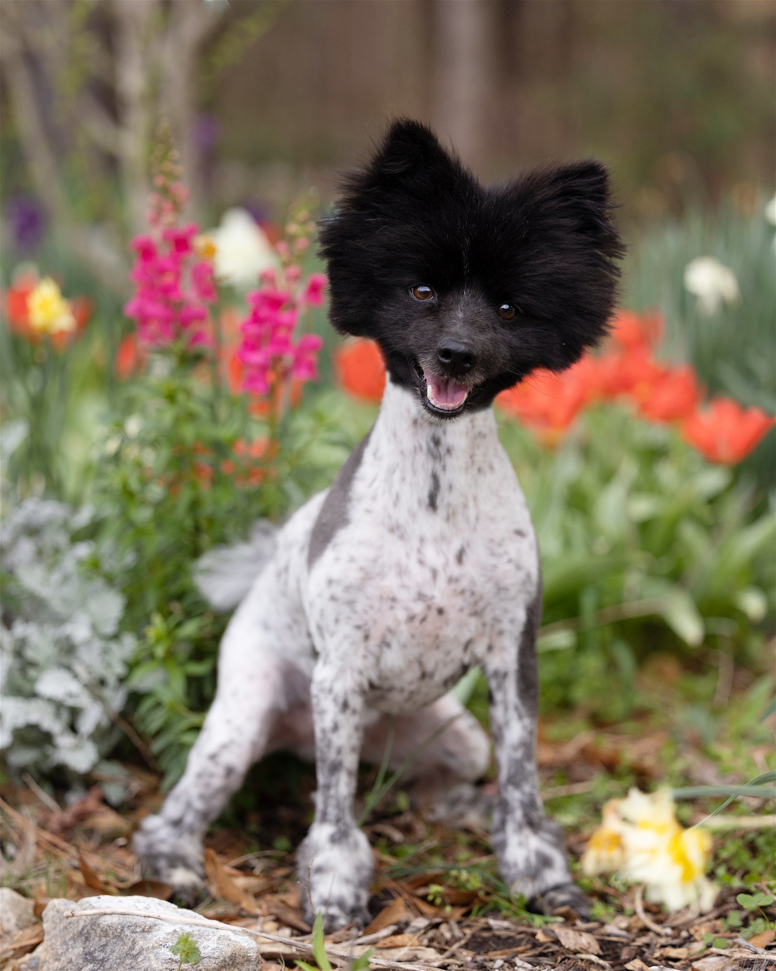 Fritz, an adoptable Pomeranian, Spitz in Decatur, GA, 30033 | Photo Image 1