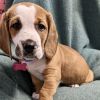 Chevy Chase - male C pup