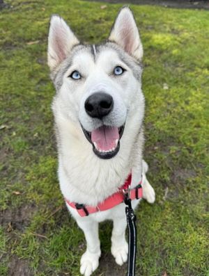 Hello My name is Shasta Im a typical Husky - a fun loving girl with a zest fo