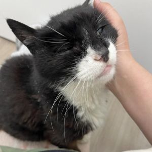 Steve the senior feline extraordinaire is the epitome of sweetness He has a knack for finding the
