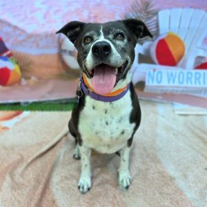 I WAS FOUND AT 1900 BLK PLYMOUTH STREET LONG BEACH CA 90805 IN LONG BEACHMy ado