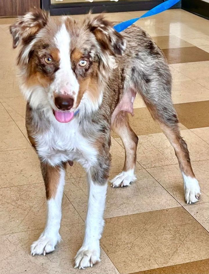 Dog for adoption ARPH 14567 Beatrice an Australian Shepherd