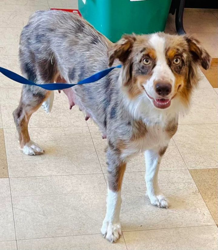 Dog for adoption ARPH 14567 Beatrice an Australian Shepherd