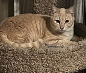 Amber (mp) Domestic Short Hair Cat