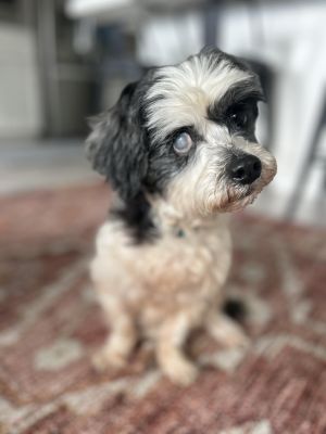 Molly (TX) Poodle Dog