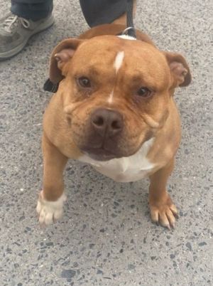 Petfinder brooklyn sales