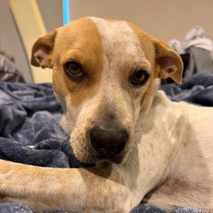 Lab mix dogs for adoption store near me