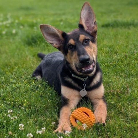 Roger, an adoptable German Shepherd Dog in Sioux Falls, SD, 57106 | Photo Image 1