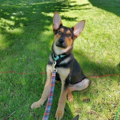 Roger, an adoptable German Shepherd Dog in Sioux Falls, SD, 57106 | Photo Image 3