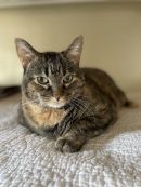 Catherine (Catie)'s profile on Petfinder.com