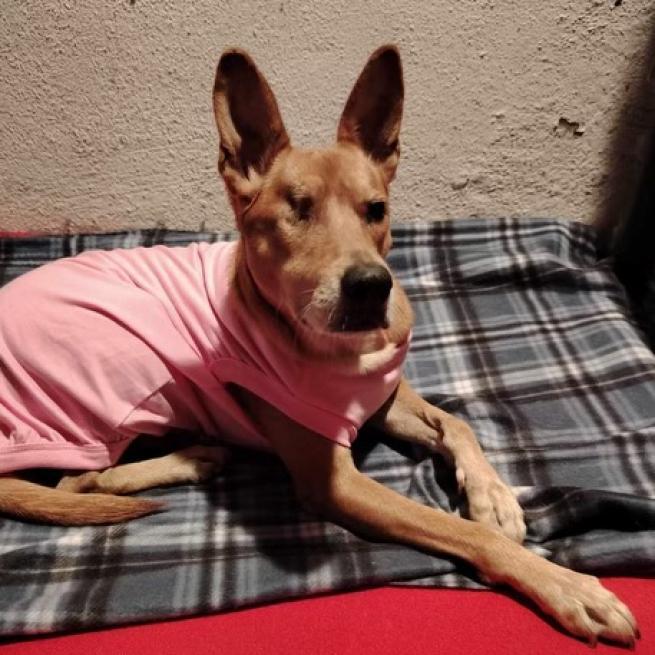 Megan, an adoptable Basenji in San Diego, CA, 92130 | Photo Image 3