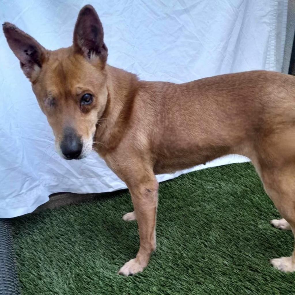 Megan, an adoptable Basenji in San Diego, CA, 92130 | Photo Image 3