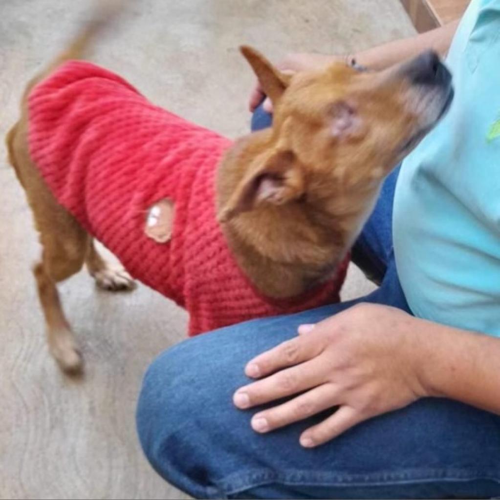 Megan, an adoptable Basenji in San Diego, CA, 92130 | Photo Image 5