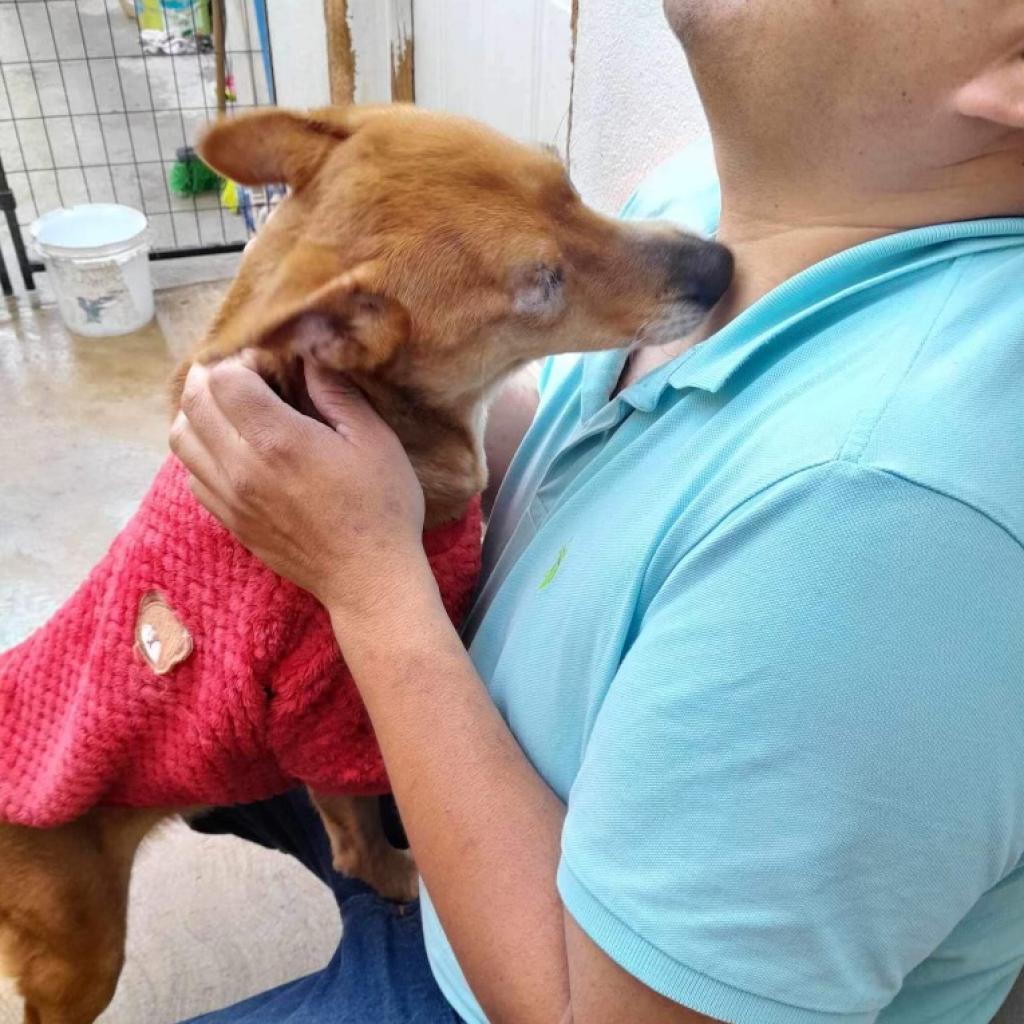 Megan, an adoptable Basenji in San Diego, CA, 92130 | Photo Image 6