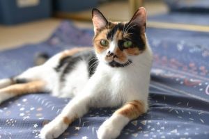 Meet Cali a stunning and sweet calico in search of a forever home She was a wandering stray that w