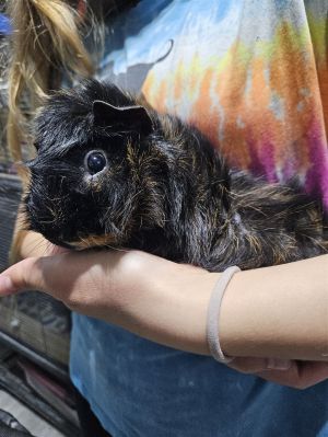 Bumblebee is just the sweetest little piggie looking for his forever family He loves to explore and