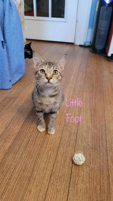 Little Foot 1