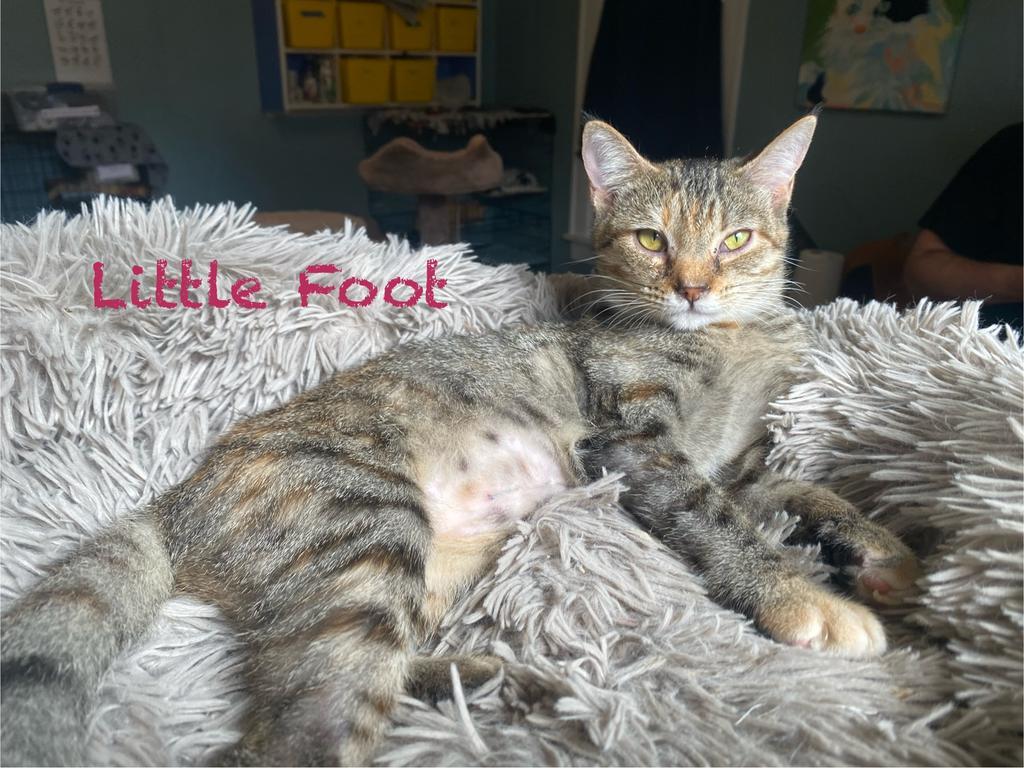 Little Foot, an adoptable Domestic Short Hair in El Dorado, AR, 71730 | Photo Image 1