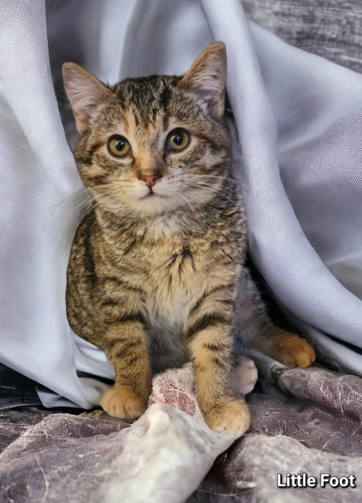 Little Foot, an adoptable Domestic Short Hair in El Dorado, AR, 71730 | Photo Image 2