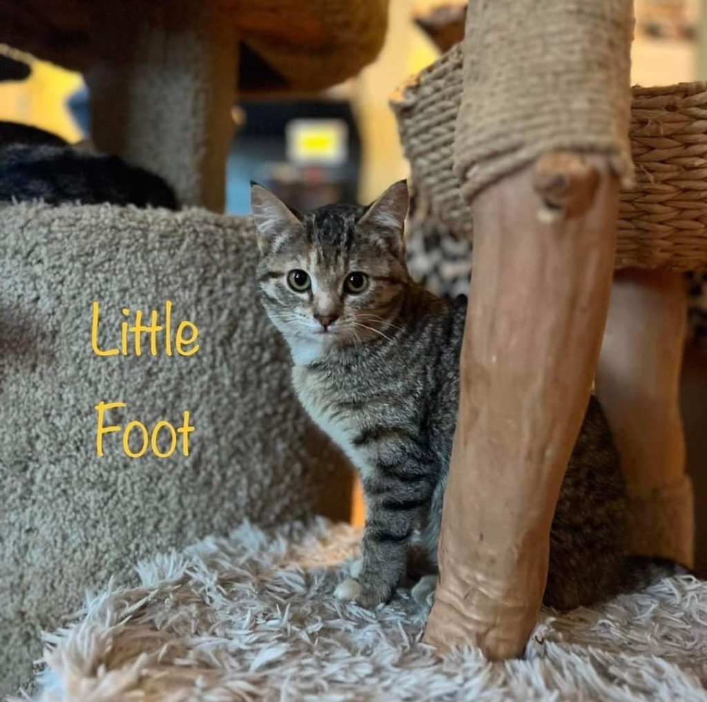 Little Foot, an adoptable Domestic Short Hair in El Dorado, AR, 71730 | Photo Image 3