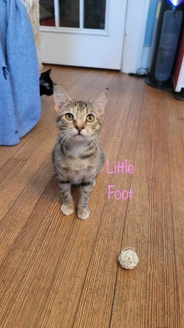 Little Foot, an adoptable Domestic Short Hair in El Dorado, AR, 71730 | Photo Image 4