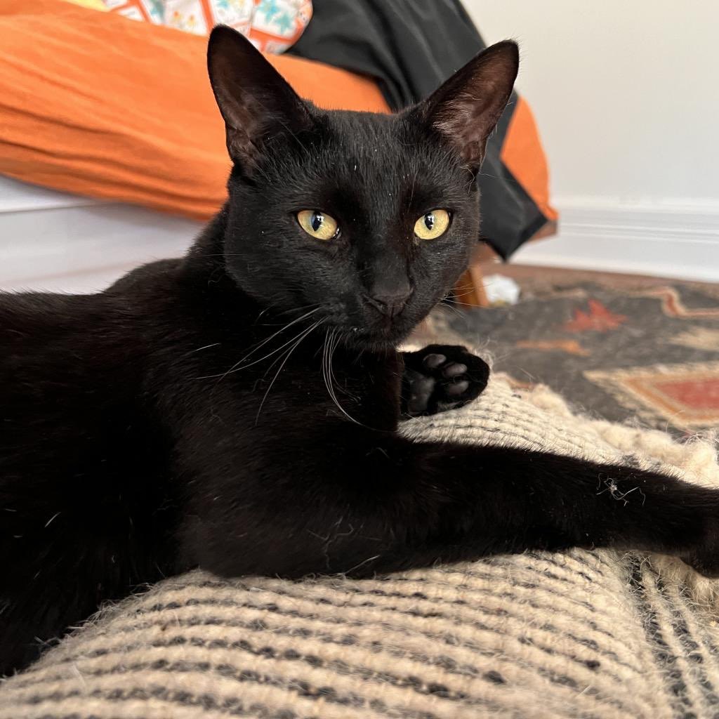 PUMA, an adoptable Domestic Short Hair in San Antonio, TX, 78212 | Photo Image 2