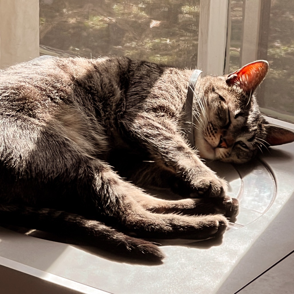 MOWGLI, an adoptable Domestic Short Hair in San Antonio, TX, 78212 | Photo Image 1