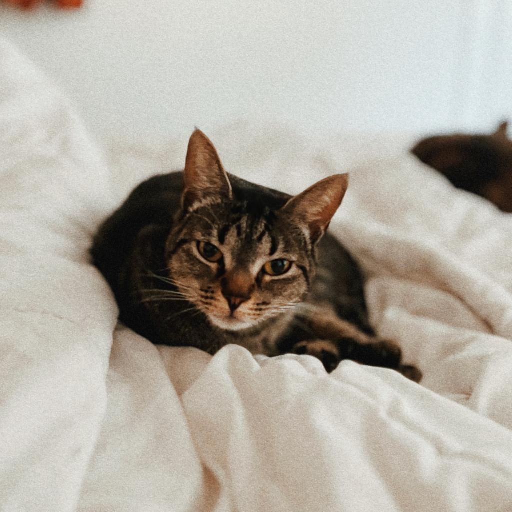 MOWGLI, an adoptable Domestic Short Hair in San Antonio, TX, 78212 | Photo Image 2