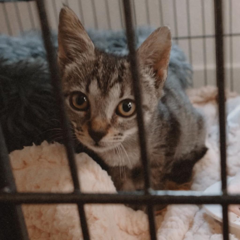 MOWGLI, an adoptable Domestic Short Hair in San Antonio, TX, 78212 | Photo Image 3