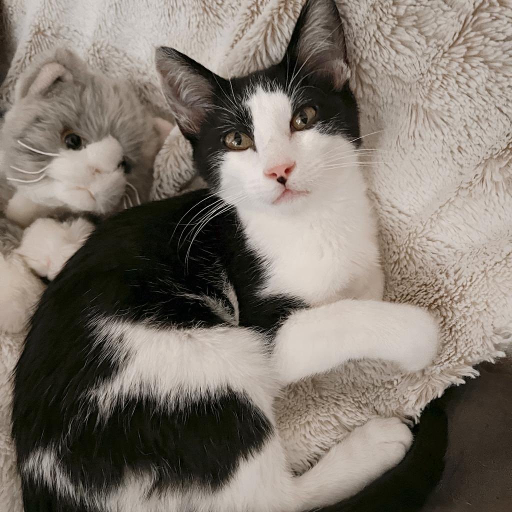 BEEMER, an adoptable Domestic Short Hair in San Antonio, TX, 78212 | Photo Image 1