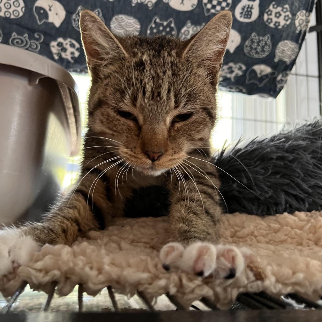 NUTMEG, an adoptable Domestic Short Hair in San Antonio, TX, 78212 | Photo Image 2