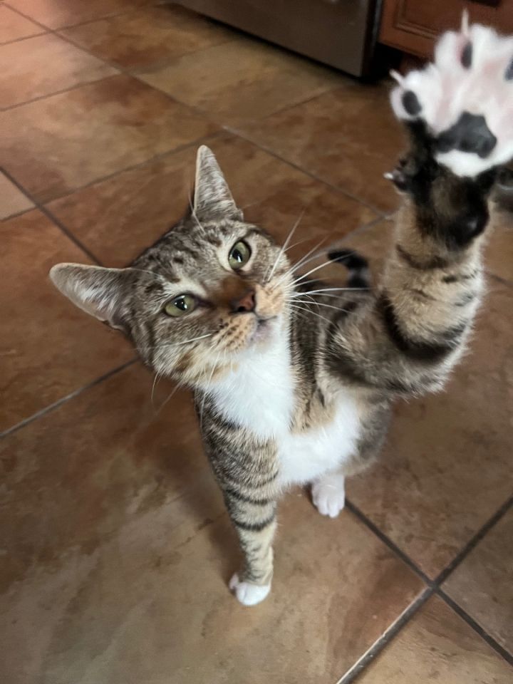 NUTMEG 4