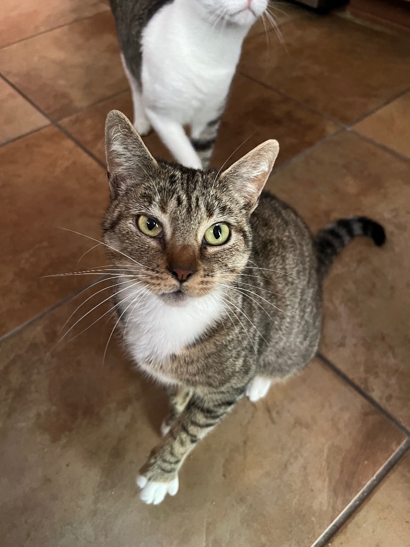 NUTMEG, an adoptable Domestic Short Hair in San Antonio, TX, 78212 | Photo Image 6