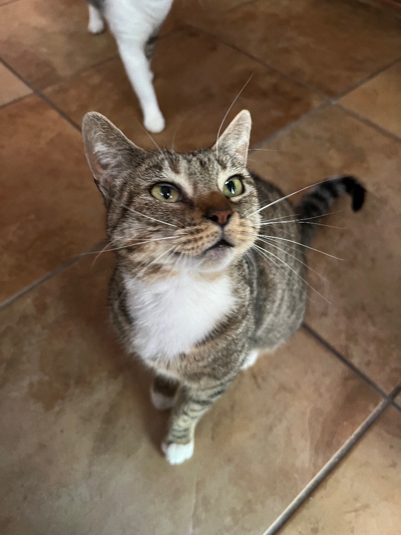 NUTMEG, an adoptable Domestic Short Hair in San Antonio, TX, 78212 | Photo Image 7