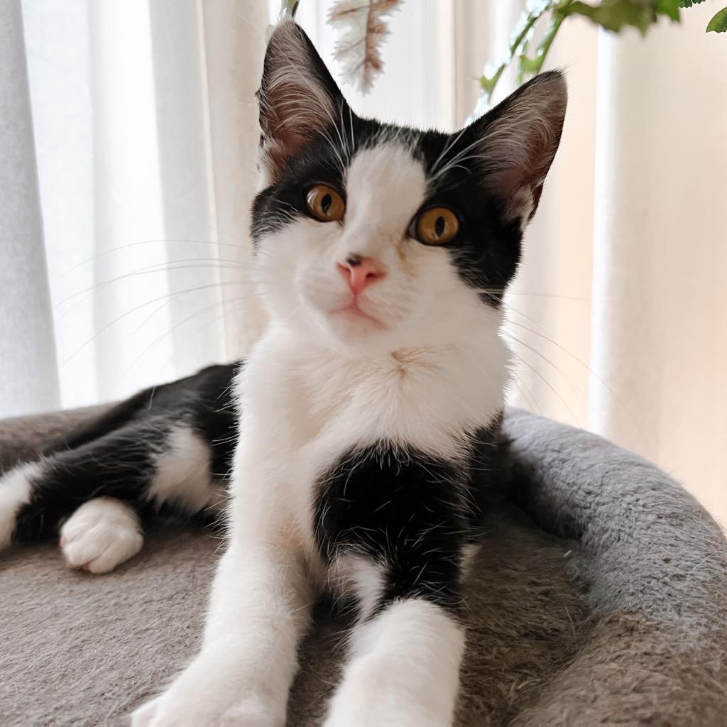 BENTLEY, an adoptable Domestic Short Hair in San Antonio, TX, 78212 | Photo Image 5