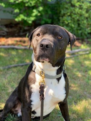 Dog for adoption - Bruno, a Dogo Argentino in Corvallis, OR