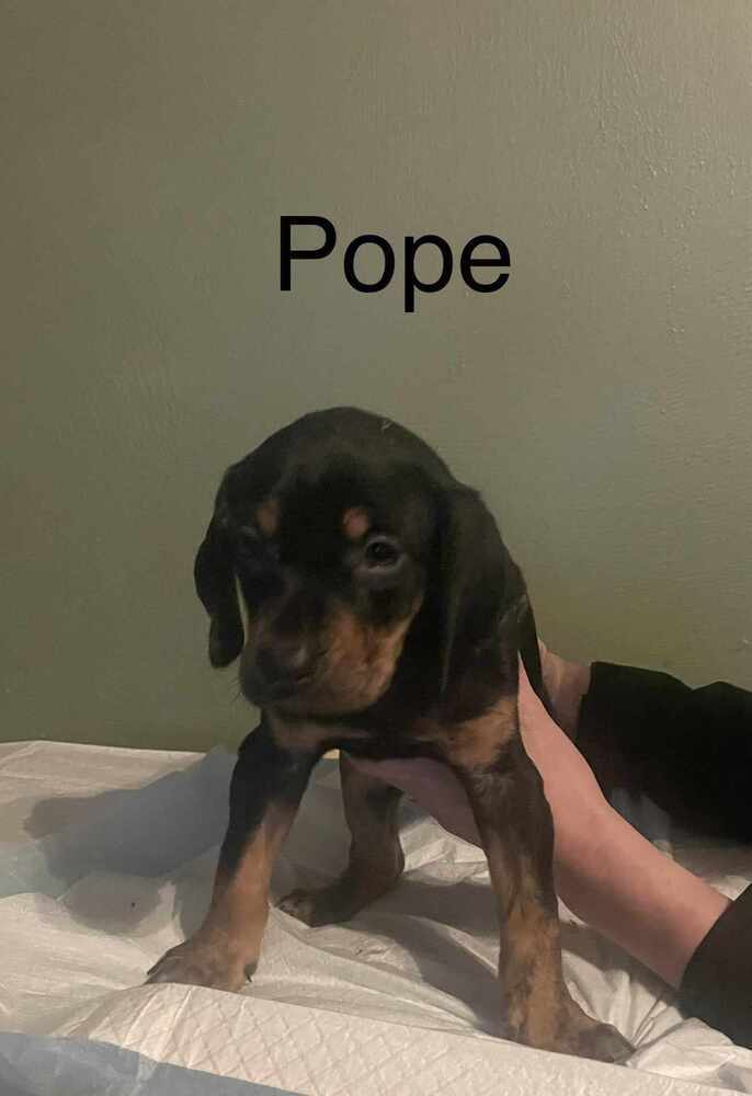 Pope 2