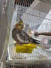 Cockatiels (Piper &amp; Walter) photo 1