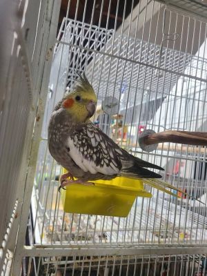 Cockatiels (Piper &amp; Walter), Adult Unknown Cockatiel