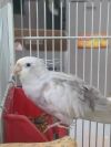 Cockatiels (Piper &amp; Walter) photo 2