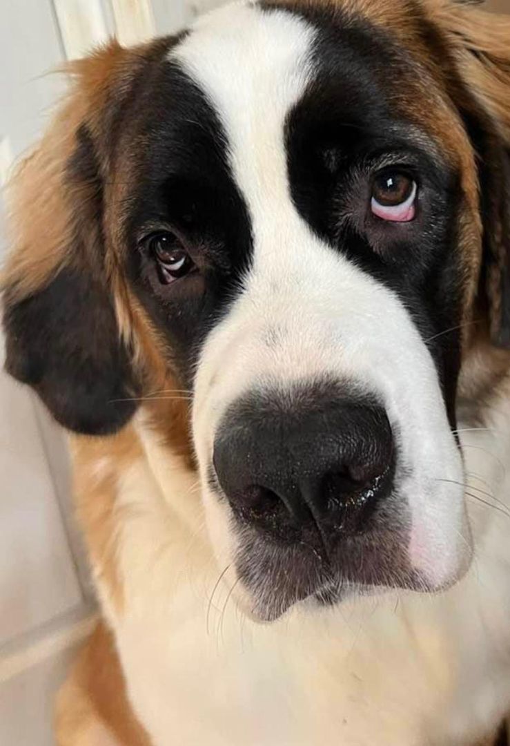 Coastal carolina sale saint bernard rescue