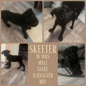 Petfinder best sale giant schnauzer